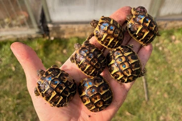 Tortoises kaufen und verkaufen Photo: Testudo hermanni hermanni und THB NZ 24/25 verschiedene Lokalformen