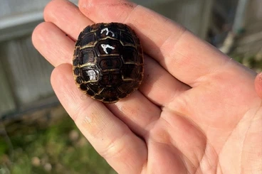 Landschildkröten kaufen und verkaufen Foto: Testudo hermanni hermanni und THB NZ 24/25 verschiedene Lokalformen