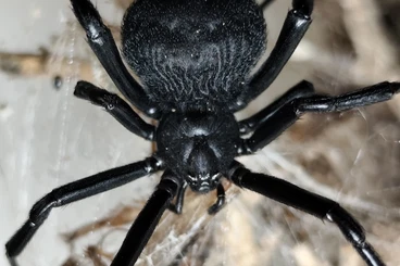 other spiders kaufen und verkaufen Photo: Latrodectus species spiderlings