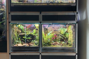 Poison dart frogs kaufen und verkaufen Photo: Terrarienanlage für Pfeilgiftfrösche mit Technik