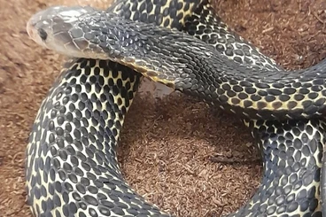 Giftschlangen kaufen und verkaufen Foto: Naja samarensis 0.2 CBB 24