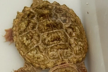 Turtles kaufen und verkaufen Photo: Chelydra serpentina color morph