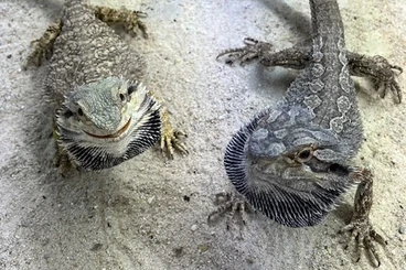 Bartagamen kaufen und verkaufen Foto: Eastern bearded Dragons, Pogona barbata