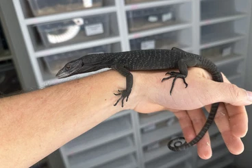 Monitor lizards kaufen und verkaufen Photo: Tree monitors for Hamm in March