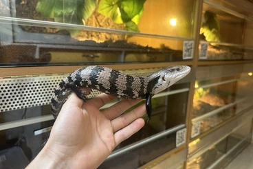 Skinke kaufen und verkaufen Foto: Tiliqua gigas gigas for Hamm March