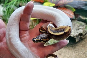Ball Pythons kaufen und verkaufen Photo: 0.1 Chocolate Piebald NZ 2025