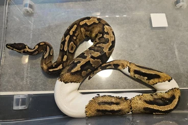 Ball Pythons kaufen und verkaufen Photo: 0.1 Piebald 100%het Lavender
