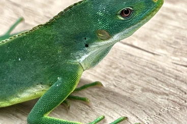 Echsen  kaufen und verkaufen Foto: Brachylophus fasciatus / Fijian iguana