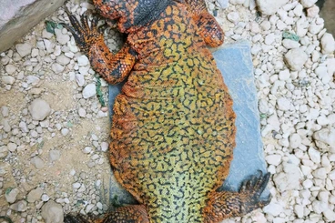Agama kaufen und verkaufen Photo: Uromastyx Nigriventris pair cb18 and Uromastyx Geyri orange cb24