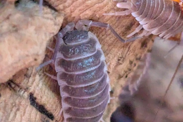 Krebstiere terrestrisch  kaufen und verkaufen Foto: Porcellio hoffmannseggi Asseln