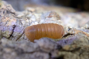 Krebstiere terrestrisch  kaufen und verkaufen Foto: Cubaris Mandarin Asseln.