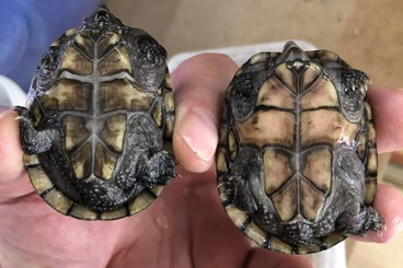 Schildkröten  kaufen und verkaufen Foto: Sternotherus odoratus.