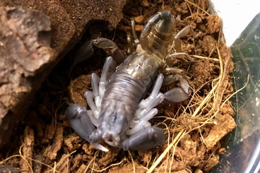 Spiders and Scorpions kaufen und verkaufen Photo: Euskorpius.