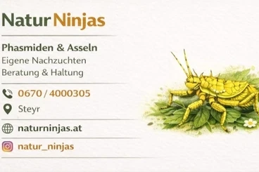 Insekten kaufen und verkaufen Foto: Verschiedenen Phasmiden -Asseln