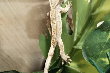Geckos kaufen und verkaufen Foto: Junger Kronengecko süsser