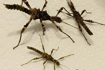 Insekten kaufen und verkaufen Foto: Trachyaretaon echinatus "North Luzon"