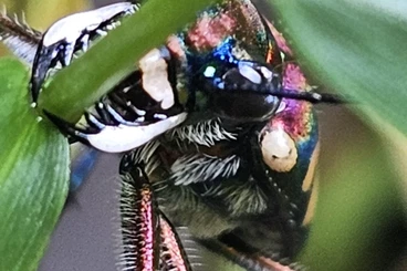 Insekten kaufen und verkaufen Foto: Cicindela Aurulenta Goldfleckiger Sandlaufkäfer