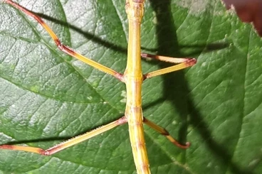 Insekten kaufen und verkaufen Foto: Phasma gigas Riesenstabschrecke