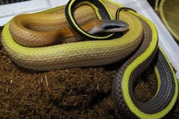 Snakes kaufen und verkaufen Photo: 0.1 O. t. ridleyi cameroon highland