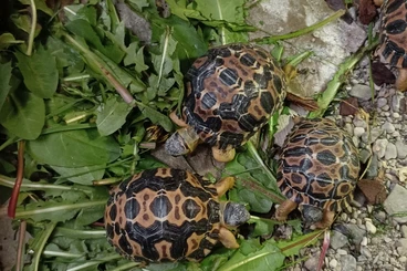 Turtles and Tortoises kaufen und verkaufen Photo: Astrochelys radiata turtles
