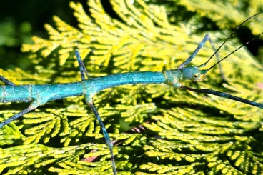 Insekten kaufen und verkaufen Foto: Myronides glaucus "Peleng" stick insect eggs