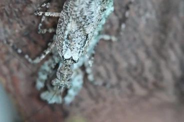 Insekten kaufen und verkaufen Foto: Gottesanbeterinnen, Mantiden, Ootheken