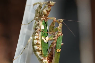 Insekten kaufen und verkaufen Foto: Verschiedene Mantiden (coronatus, macra, falcata, freyi, gemmatus)