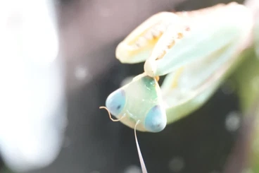 Insekten kaufen und verkaufen Foto: Verschiedene Mantiden (coronatus, macra, falcata, freyi, gemmatus)