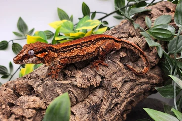 Geckos kaufen und verkaufen Foto: Biete Rhacodactylus auriculatus