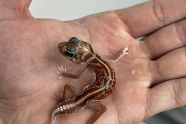 Geckos kaufen und verkaufen Photo: Nephrurus vertebralis Hypo