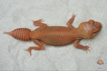 Geckos kaufen und verkaufen Photo: Nephrurus levis pilbarensis