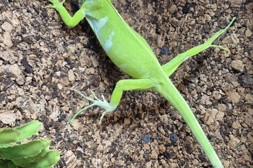 Echsen  kaufen und verkaufen Foto: Brachylophus fasciatus 0.1