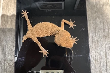 Geckos kaufen und verkaufen Photo: Commerce/vente Nephrurus amaye