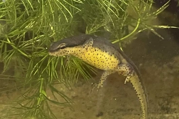 newts and salamanders kaufen und verkaufen Photo: Looking for Notophthalmus and Ommatotriton