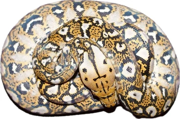 Snakes kaufen und verkaufen Photo: Malayopython reticulatus Netzpython