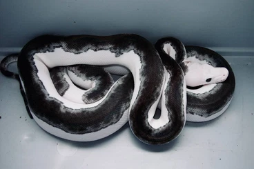 Snakes kaufen und verkaufen Photo: Malayopython reticulatus Netzpython