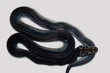 Snakes kaufen und verkaufen Photo: Malayopython reticulatus Netzpython