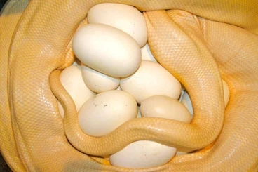 Snakes kaufen und verkaufen Photo: Netzpython reticulated python