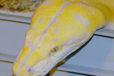 Snakes kaufen und verkaufen Photo: RETICS AVAILABLE Malayopython reticulatus