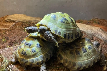 Landschildkröten kaufen und verkaufen Foto: Junge Steppenschildkröten