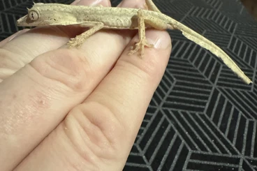 Geckos kaufen und verkaufen Foto: For Hamm at December 1.0 Uroplatus Lineatus