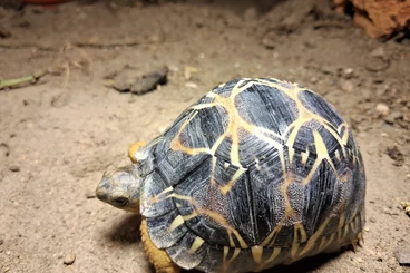 Landschildkröten kaufen und verkaufen Foto: Astrochelys radiata, eigene Nachzucht abzugeben