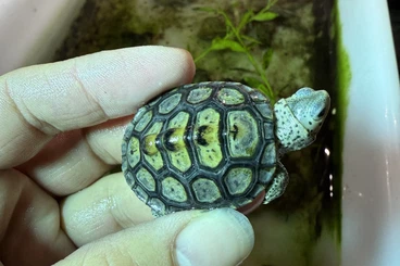 Schildkröten  kaufen und verkaufen Foto: Malaclemis terapin macrospilota