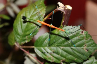 Insects kaufen und verkaufen Photo: Verschiedene Phasmiden Eier Stabschrecken Gespenstschrecken