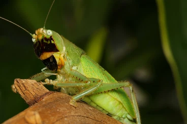 Insects kaufen und verkaufen Photo: Lirometopum coronatum Orthoptera Heuschrecke Katydid räuber
