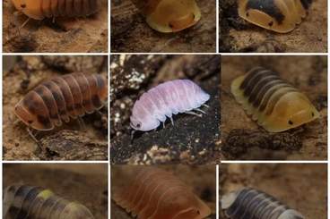 Crustraceae non aquatic kaufen und verkaufen Photo: Cubaris isopod isopoda Bodenpolizei assel asseln