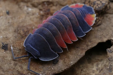 Crustraceae non aquatic kaufen und verkaufen Photo: Ardentiella lava bulk Hamm assel asseln isopod isopoda