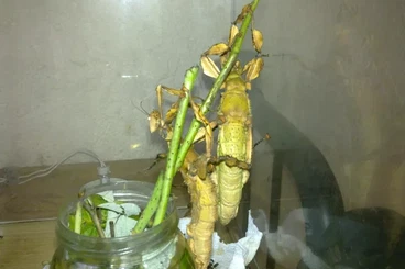 Insekten kaufen und verkaufen Foto: Australische Gespenstschrecke extatosoma tiaratum Eier