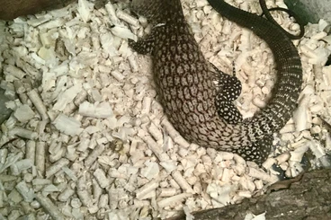 Monitor lizards kaufen und verkaufen Photo: Varanus Tristis Orientalis