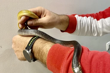 Colubrids kaufen und verkaufen Photo: Drymarchon Corais, Yellow tail cribo,